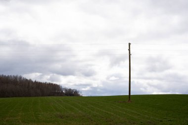 Elektrik direği ve kablolarıyla geniş yeşil mısır tarlası manzarası