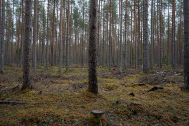 Bolca çam ağacı olan Letonya ormanı ve yağmurdan sonra baharda bazı türler