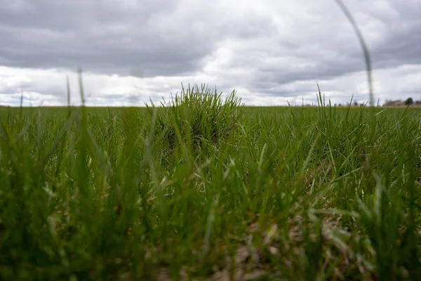 Paisagem Com Grama Baixa Close Acima Deles Belo Céu Com — Fotografia de Stock