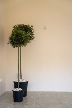 Çiçek saksısında odanın köşesinde iki büyük ağaç var.