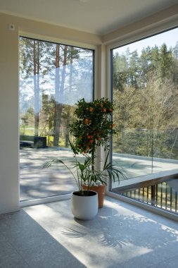 Odanın büyük pencereleri ve yeşil yaprak ile güneş arasında bir sürü küçük portakal meyvesi bulunan dekoratif bir portakal ağacı var..