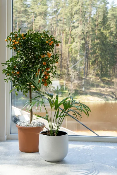 The room has large windows with a pot placed and a decorative orange tree, which has a lot of small orange fruits, between the green leaf and the sun shines on them.