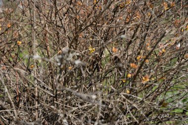 Baharda küçük yapraklarla çalılar ve arka planda parlak mavi bir gökyüzü..