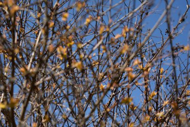Baharda küçük yapraklarla çalılar ve arka planda parlak mavi bir gökyüzü..