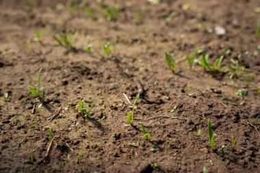 Serada ıspanak ve marul yetişiyor.