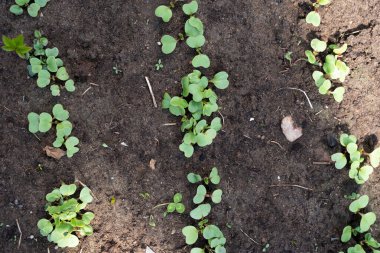Turp yaprakları serada yeni büyüdü.