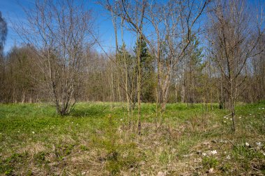 Baharda bahçede yeşil çimenlerin olduğu yerde ama ağaçların henüz yaprakları yok.