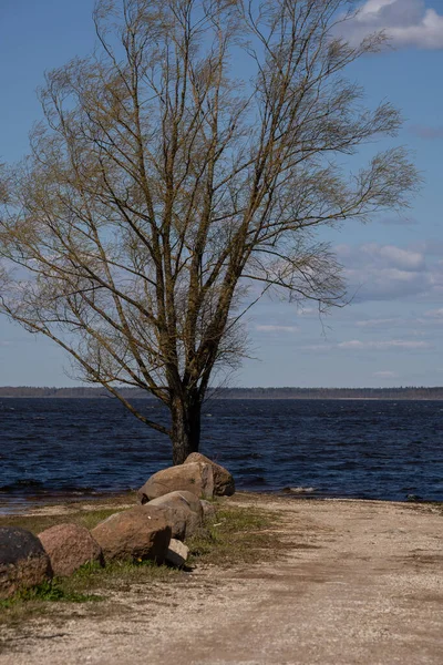 Strada Lago Con Grande Albero Grandi Pietre Sul Lato Acqua — Foto Stock