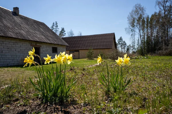 Frühling Blühen Einem Sonnigen Tag Narzissen Hinter Denen Alte Gebäude — Stockfoto