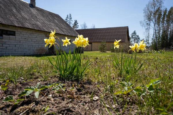 Frühling Blühen Einem Sonnigen Tag Narzissen Hinter Denen Alte Gebäude — Stockfoto