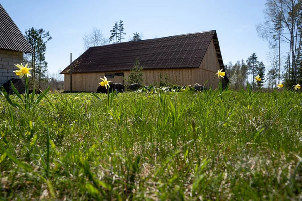 Frühling Blühen Einem Sonnigen Tag Narzissen Hinter Denen Alte Gebäude — Stockfoto