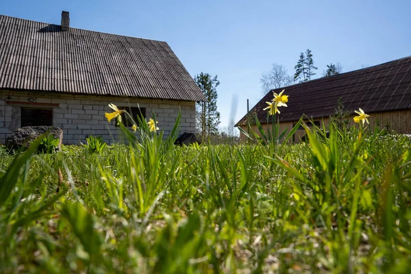 Frühling Blühen Einem Sonnigen Tag Narzissen Hinter Denen Alte Gebäude — Stockfoto