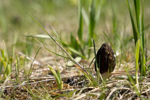 Mushrooms Grown Green Grass Spring — Stock Photo, Image