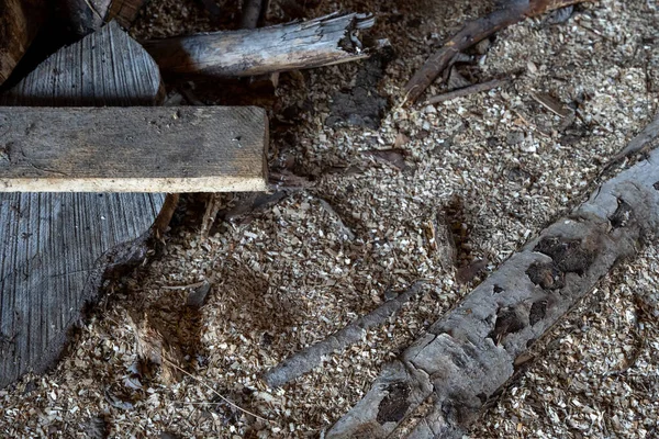 Bordo Alcuni Alberi Caddero Terra Trucioli Legno — Foto Stock