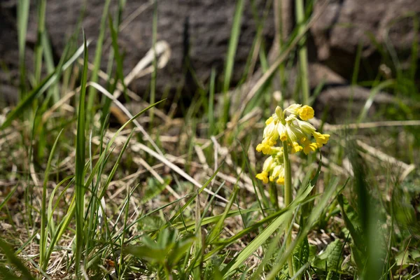 Piccoli Fiori Gialli Sono Ricoperti Nell Erba Verde — Foto Stock