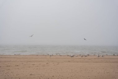 The beach of the Baltic Sea in Ventspils, which is covered with thick fog and gulls fly along the shoreline