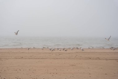 The beach of the Baltic Sea in Ventspils, which is covered with thick fog and gulls fly along the shoreline
