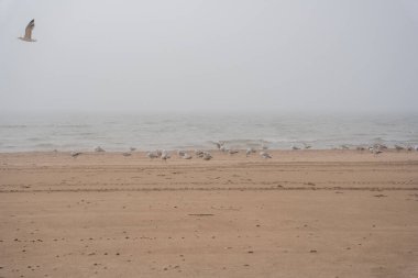 The beach of the Baltic Sea in Ventspils, which is covered with thick fog and gulls fly along the shoreline