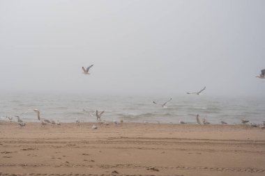 The beach of the Baltic Sea in Ventspils, which is covered with thick fog and gulls fly along the shoreline