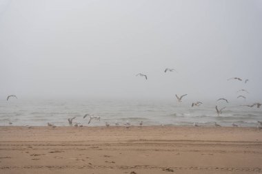 The beach of the Baltic Sea in Ventspils, which is covered with thick fog and gulls fly along the shoreline