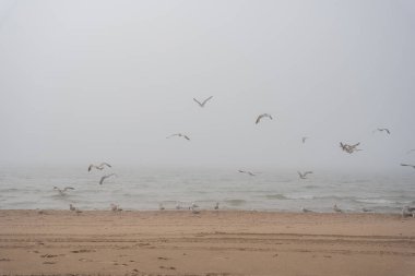 The beach of the Baltic Sea in Ventspils, which is covered with thick fog and gulls fly along the shoreline