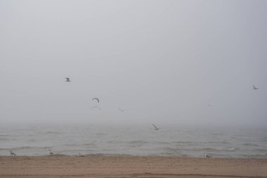 The beach of the Baltic Sea in Ventspils, which is covered with thick fog and gulls fly along the shoreline
