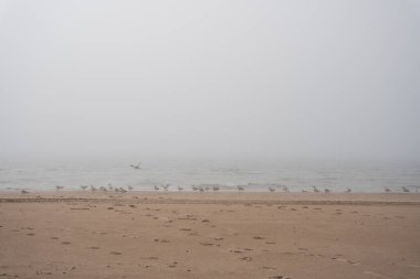 The beach of the Baltic Sea in Ventspils, which is covered with thick fog and gulls fly along the shoreline