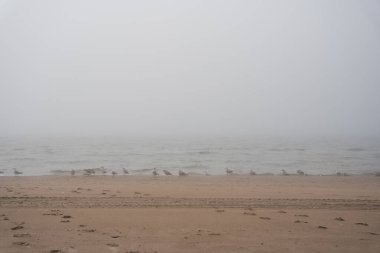 The beach of the Baltic Sea in Ventspils, which is covered with thick fog and gulls fly along the shoreline