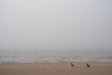 The beach of the Baltic Sea in Ventspils, which is covered with a thick fog, where two wild ducks go in the sand dunes