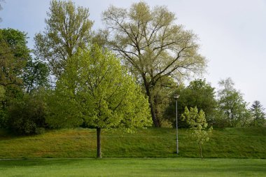 city park in the spring when the trees bloom new green leaves and have just grass