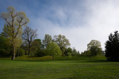 city park in the spring when the trees bloom new green leaves and have just grass