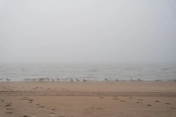濃い霧とカモメで覆われているベントスピルスのバルト海のビーチは海岸線に沿って飛ぶ — ストック写真