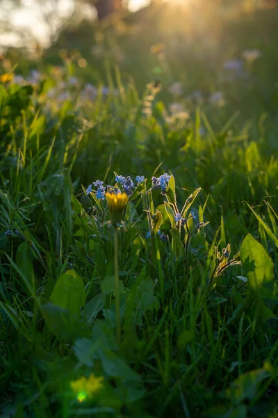 Coucher Soleil Herbe Verte Fleurit Beaucoup Une Variété Fleurs Qui — Photo