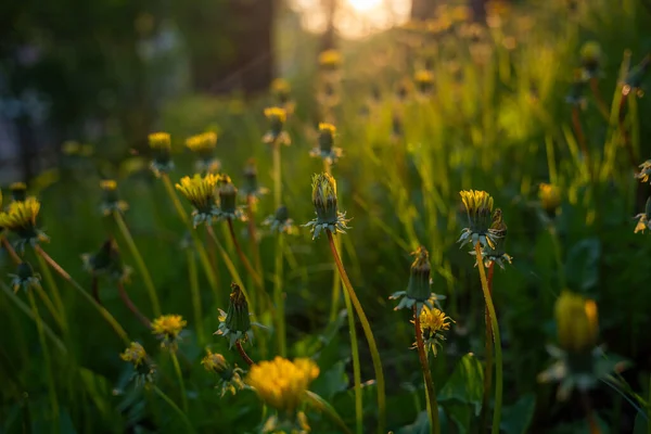 Sunset Green Grass Blooms Lot Variety Flowers Look Warm Sunny — Stock Photo, Image