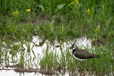 Bir kuş su birikintisinin yanındaki çayırda duruyor.