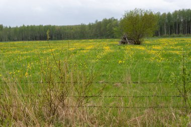 Arkasında sarı karahindiba açan çitleri olan büyük bir çayır.