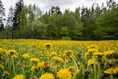 Ormanla çevrili sarı karahindiba çayırı.
