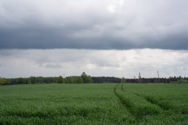 Büyük ıslak tahıl tarlası
