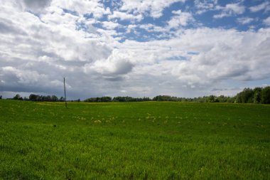 Güzel kabarık ayları ve mavi gökyüzü olan büyük yeşil bir çayır.