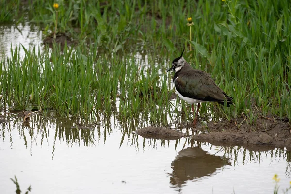 水たまりの近くの草地に鳥が立っている — ストック写真