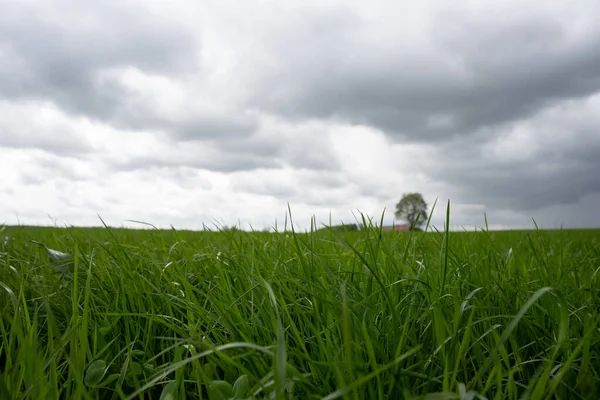 Grande Prado Verde Campo Início Primavera Onde Folhas Das Árvores — Fotografia de Stock