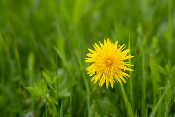 Hermoso Diente León Amarillo Sobre Fondo Hierba Verde — Foto de Stock