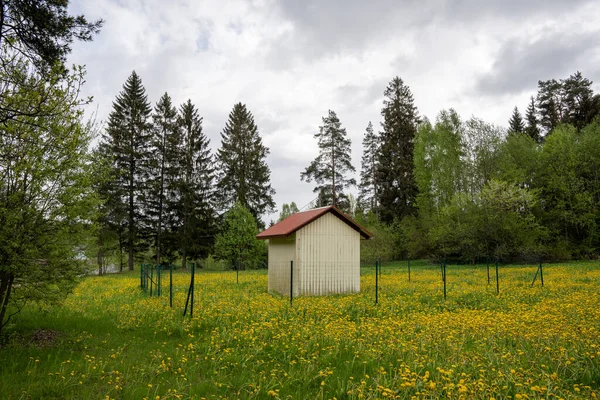 Umgeben Von Einem Wald Blühender Gelber Löwenzahnwiese Steht Ein Kleines — Stockfoto