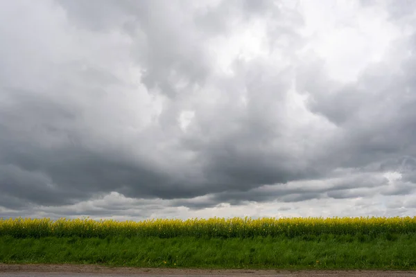 Flores Colza Lado Estrada Asfalto Sobre Qual Nuvens Chuva Escuras — Fotografia de Stock