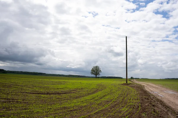 Estrada Enlameada Molhada Campo Cereal Onde Uma Árvore Grande Pólo — Fotografia de Stock