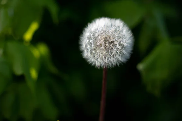 Schuh Geblühter Löwenzahnflaum Auf Blauem Dunklem Hintergrund — Stockfoto