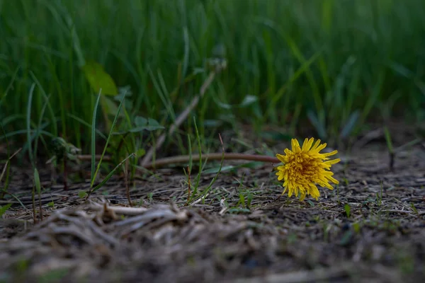 Ein Löwenzahn Straßenrand Neben Dem Grünen Gras — Stockfoto