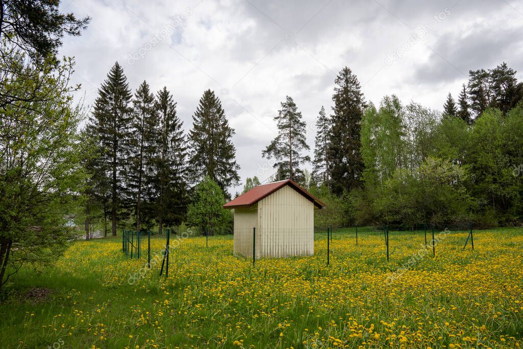 surrounded by a forest of blooming yellow dandelion meadow stands a small house with a red roof and a fence around