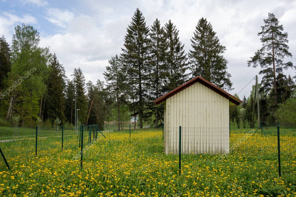 surrounded by a forest of blooming yellow dandelion meadow stands a small house with a red roof and a fence around