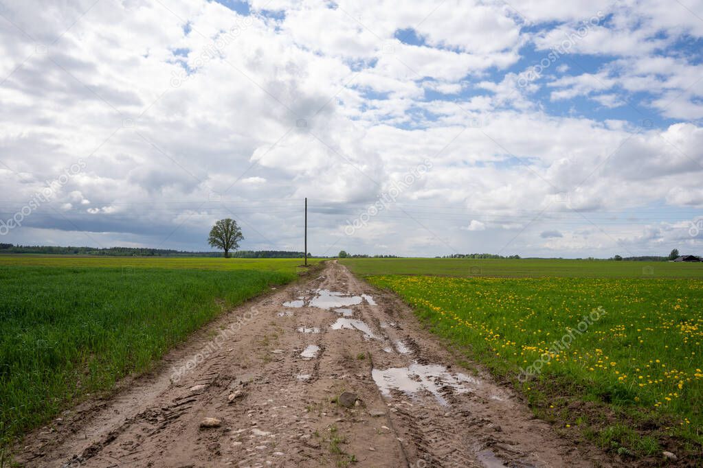 wet muddy road on a cereal field where a large tree and an electricity pole can be seen in the distance